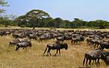 TANZANIA - Serengeti National Park - Migrazione Gnu - 07